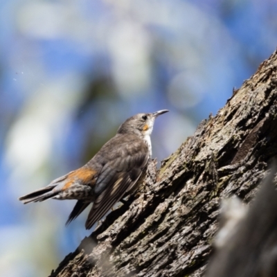 Cormobates leucophaea (White-throated Treecreeper) at Penrose, NSW - 10 Jan 2024 by NigeHartley