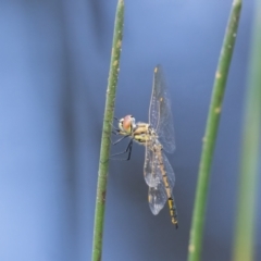 Hemicordulia tau (Tau Emerald) at Penrose, NSW - 10 Jan 2024 by NigeHartley