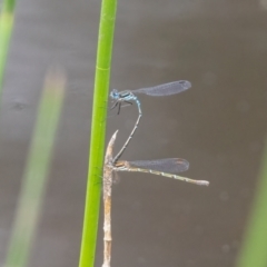 Austrolestes psyche (Cup Ringtail) at Penrose, NSW - 10 Jan 2024 by NigeHartley