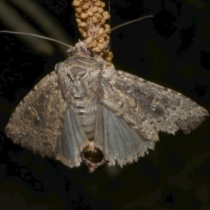 Dasygaster padockina at WendyM's farm at Freshwater Ck. - 17 Mar 2024