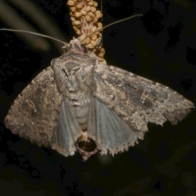 Dasygaster padockina (Tasmanian Cutworm) at Freshwater Creek, VIC - 16 Mar 2024 by WendyEM