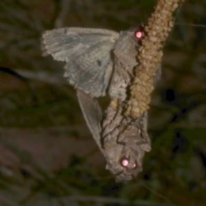 Dasygaster padockina at WendyM's farm at Freshwater Ck. - 17 Mar 2024