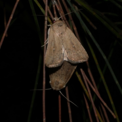 Leucania uda (A Noctuid moth) at WendyM's farm at Freshwater Ck. - 17 Mar 2024 by WendyEM