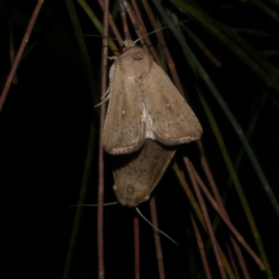 Leucania uda (A Noctuid moth) at Freshwater Creek, VIC - 16 Mar 2024 by WendyEM