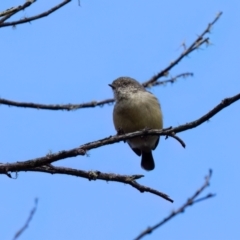 Acanthiza reguloides (Buff-rumped Thornbill) at Penrose, NSW - 3 Apr 2024 by NigeHartley