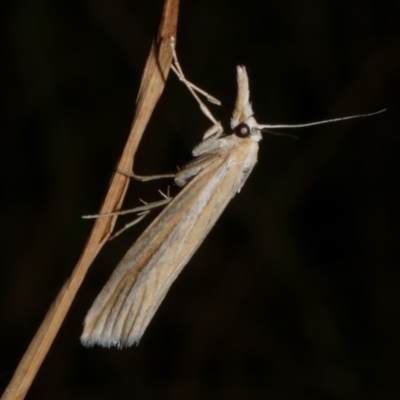 Hednota grammellus (Hednota grammellus) at Freshwater Creek, VIC - 16 Mar 2024 by WendyEM