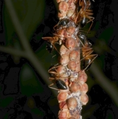 Eriococcus coriaceus (Gumtree Scale) at WendyM's farm at Freshwater Ck. - 16 Mar 2024 by WendyEM