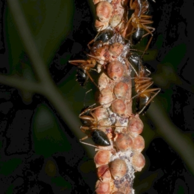 Eriococcus coriaceus (Gumtree Scale) at WendyM's farm at Freshwater Ck. - 16 Mar 2024 by WendyEM