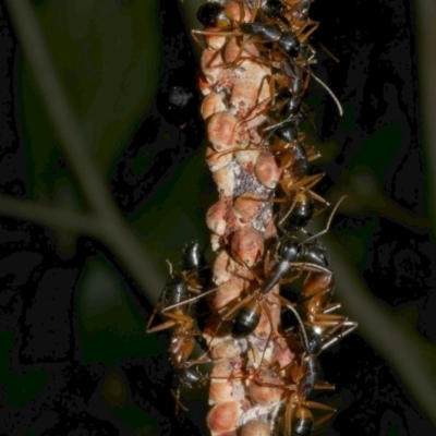 Camponotus consobrinus at Freshwater Creek, VIC - 15 Mar 2024 by WendyEM