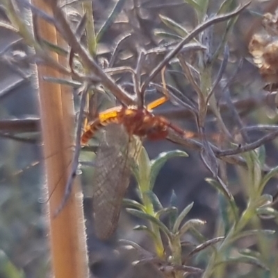 Unidentified Mayfly (Ephemeroptera) at suppressed - 24 Apr 2024 by clarehoneydove