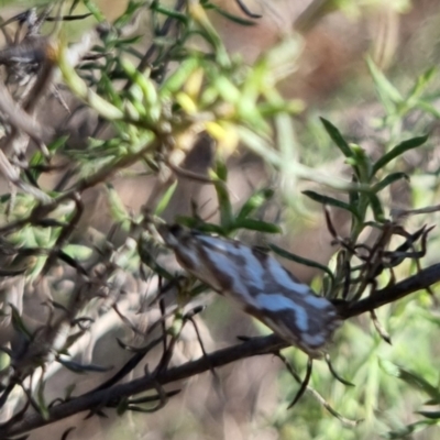 Technitis technitis (Tortricinae) at Bungendore, NSW - 24 Apr 2024 by clarehoneydove