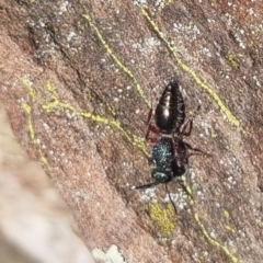 Mutillidae (family) (Unidentified Mutillid wasp or velvet ant) at QPRC LGA - 24 Apr 2024 by clarehoneydove