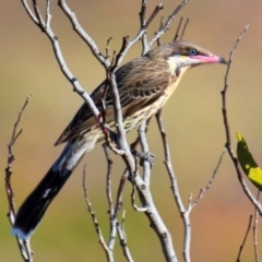 Acanthagenys rufogularis at Living Desert State Park - 28 Jul 2022 10:19 AM