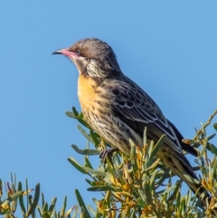 Acanthagenys rufogularis at Living Desert State Park - 28 Jul 2022 10:19 AM