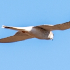 Falco cenchroides (Nankeen Kestrel) at Broken Hill, NSW - 28 Jul 2022 by Petesteamer