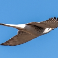Falco cenchroides at Living Desert State Park - 28 Jul 2022 11:28 AM