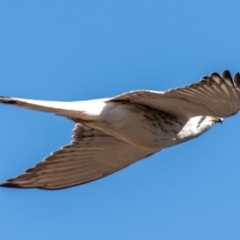 Falco cenchroides at Living Desert State Park - 28 Jul 2022