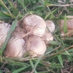 Agaricus sp. (Agaricus) at Watson, ACT - 25 Apr 2024 by MPW