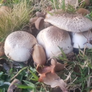 Agaricus sp. at Watson, ACT - 25 Apr 2024