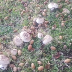 Agaricus sp. at Watson, ACT - 25 Apr 2024 04:43 PM