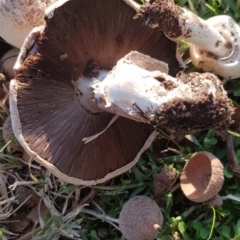 Agaricus sp. at Watson, ACT - 25 Apr 2024 04:43 PM