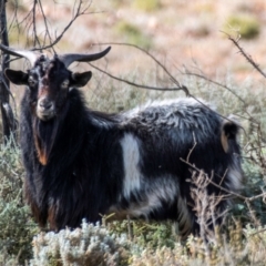 Capra hircus (Goat, Feral Goat) at Silverton, NSW - 25 Jul 2022 by Petesteamer