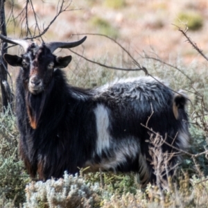 Capra hircus (Goat) at Silverton, NSW by Petesteamer