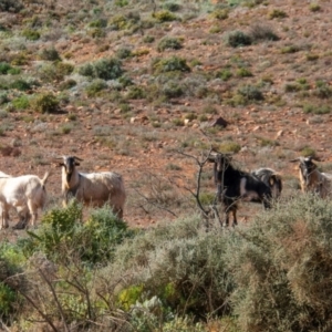 Capra hircus at Silverton, NSW - 25 Jul 2022 02:43 PM