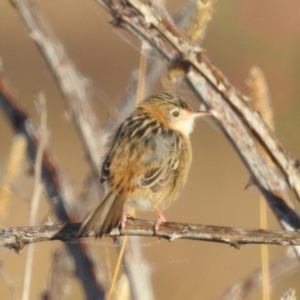 Cisticola exilis (Golden-headed Cisticola) at Lions Youth Haven - Westwood Farm by HelenCross