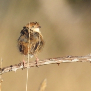 Cisticola exilis at Lions Youth Haven - Westwood Farm A.C.T. - 23 Apr 2024