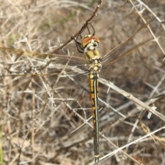 Hemicordulia tau (Tau Emerald) at Acton, ACT - 24 Apr 2024 by HelenCross