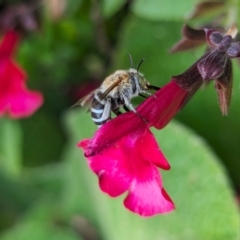 Amegilla sp. (genus) (Blue Banded Bee) at Holder, ACT - 17 Apr 2024 by Miranda