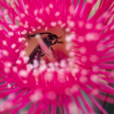Lasioglossum (Parasphecodes) sp. (genus & subgenus) (Halictid bee) at ANBG - 7 Apr 2024 by Miranda