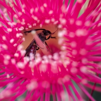 Unidentified Bee (Hymenoptera, Apiformes) at ANBG - 7 Apr 2024 by Miranda