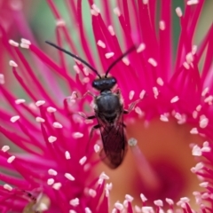 Lasioglossum (Parasphecodes) sp. (genus & subgenus) at ANBG - 7 Apr 2024