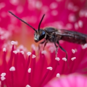 Lasioglossum (Parasphecodes) sp. (genus & subgenus) at ANBG - 7 Apr 2024