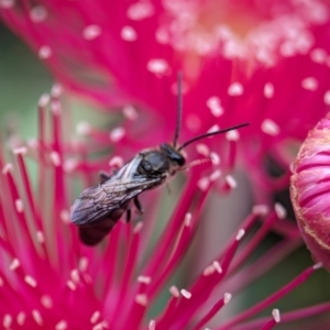 Lasioglossum (Parasphecodes) sp. (genus & subgenus) at ANBG - 7 Apr 2024