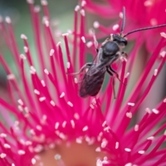 Lasioglossum (Parasphecodes) sp. (genus & subgenus) at ANBG - 7 Apr 2024