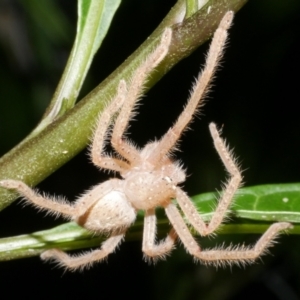 Neosparassus diana at WendyM's farm at Freshwater Ck. - 13 Dec 2023 12:05 AM