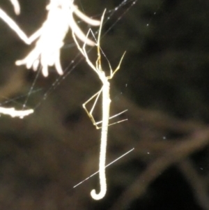 Ariamnes colubrinus at WendyM's farm at Freshwater Ck. - 13 Dec 2023 12:00 AM
