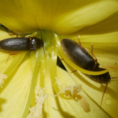 Elateridae sp. (family) at Freshwater Creek, VIC - 12 Dec 2023 by WendyEM