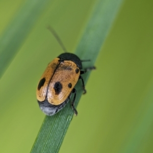 Cadmus (Cadmus) litigiosus at ANBG - 7 Apr 2024