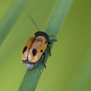 Cadmus (Cadmus) litigiosus (Leaf beetle) at ANBG by Miranda