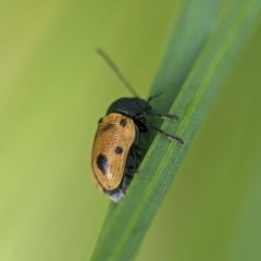 Cadmus (Cadmus) litigiosus at ANBG - 7 Apr 2024 03:02 PM