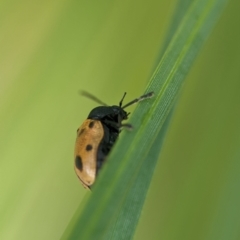 Cadmus (Cadmus) litigiosus at ANBG - 7 Apr 2024