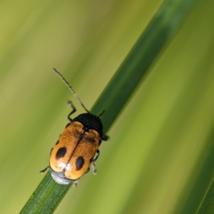 Cadmus (Cadmus) litigiosus at ANBG - 7 Apr 2024