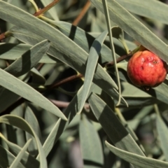 Elaeocarpus grandis (Blue Quandong, Silver Quandong) at Silverton, NSW - 25 Jul 2022 by Petesteamer