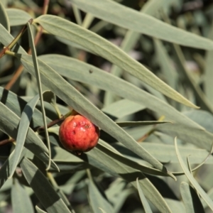 Elaeocarpus grandis at Silverton, NSW - 25 Jul 2022