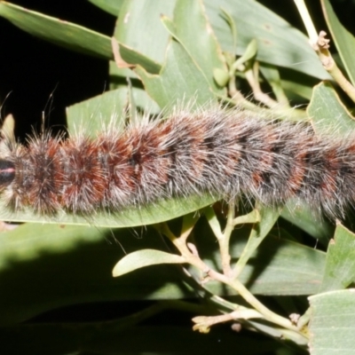 Anthela nicothoe (Urticating Anthelid) at Freshwater Creek, VIC - 14 Dec 2023 by WendyEM