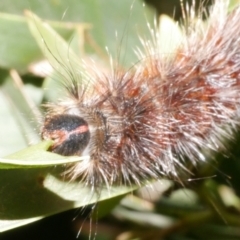 Anthela nicothoe at WendyM's farm at Freshwater Ck. - 15 Dec 2023 12:35 AM